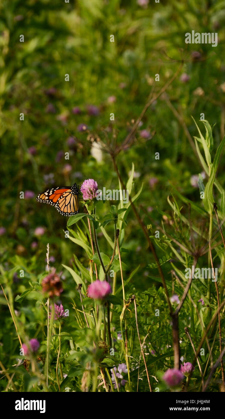Mariposa Monarca en un campo de flores silvestres Foto de stock