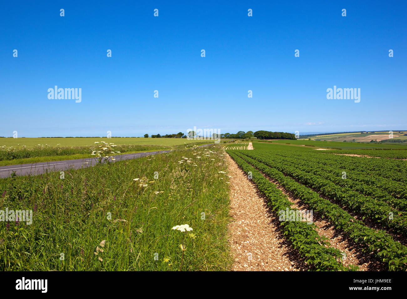 Un verano cultivo de papa en el Yorkshire Wolds con flores y suelo calcáreo por una carretera rural bajo un cielo azul claro Foto de stock