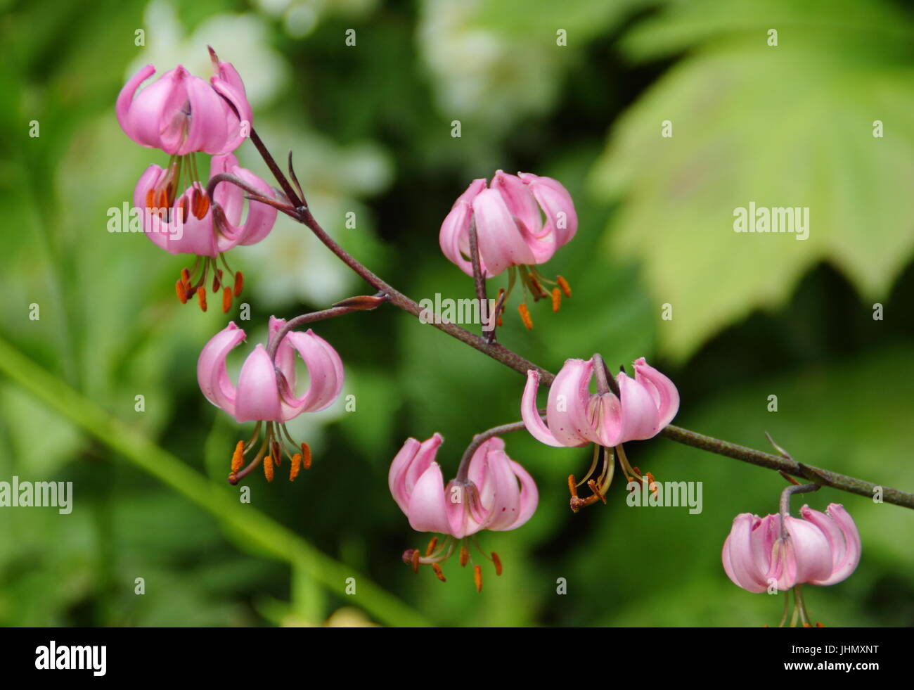 El Lilium martagon - Turk's Cap Lily - en plena floración en un jardín inglés en verano Foto de stock