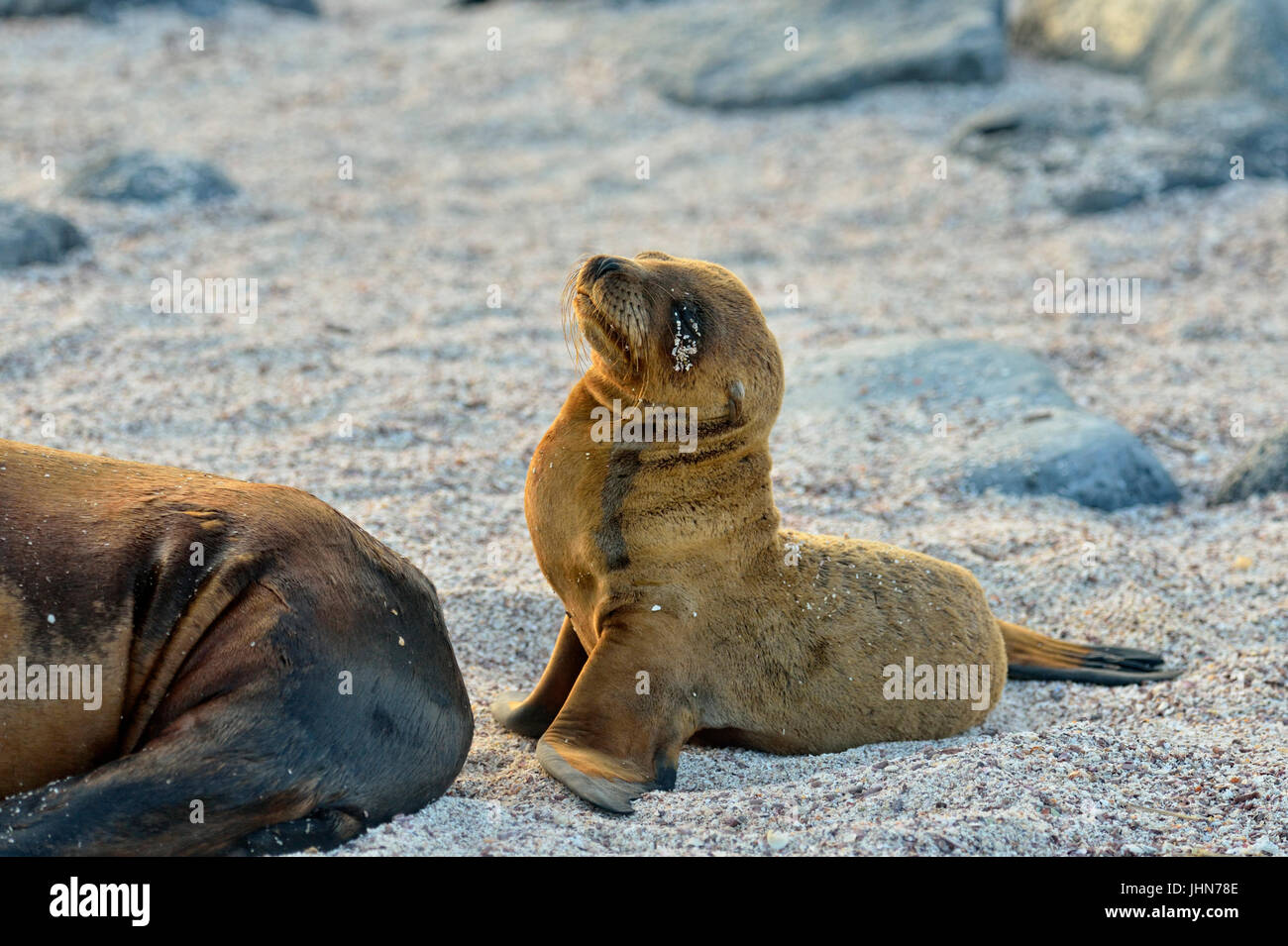 Lobo de mar de Galápagos (Zalophus wollebaeki), Parque Nacional de las