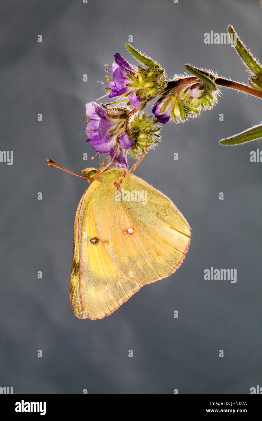 Una nublado azufre, Colias philodice eriphyle mariposas, en un wildflower. Foto de stock