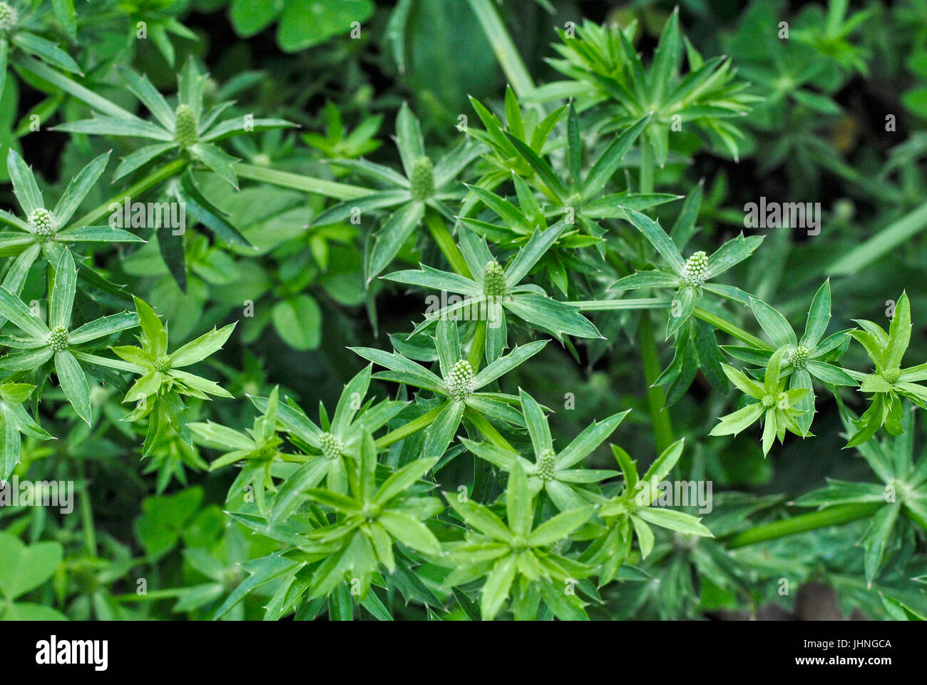 Mexicana o Cilantro Cilantro (Eryngium foetidum largo). Parque