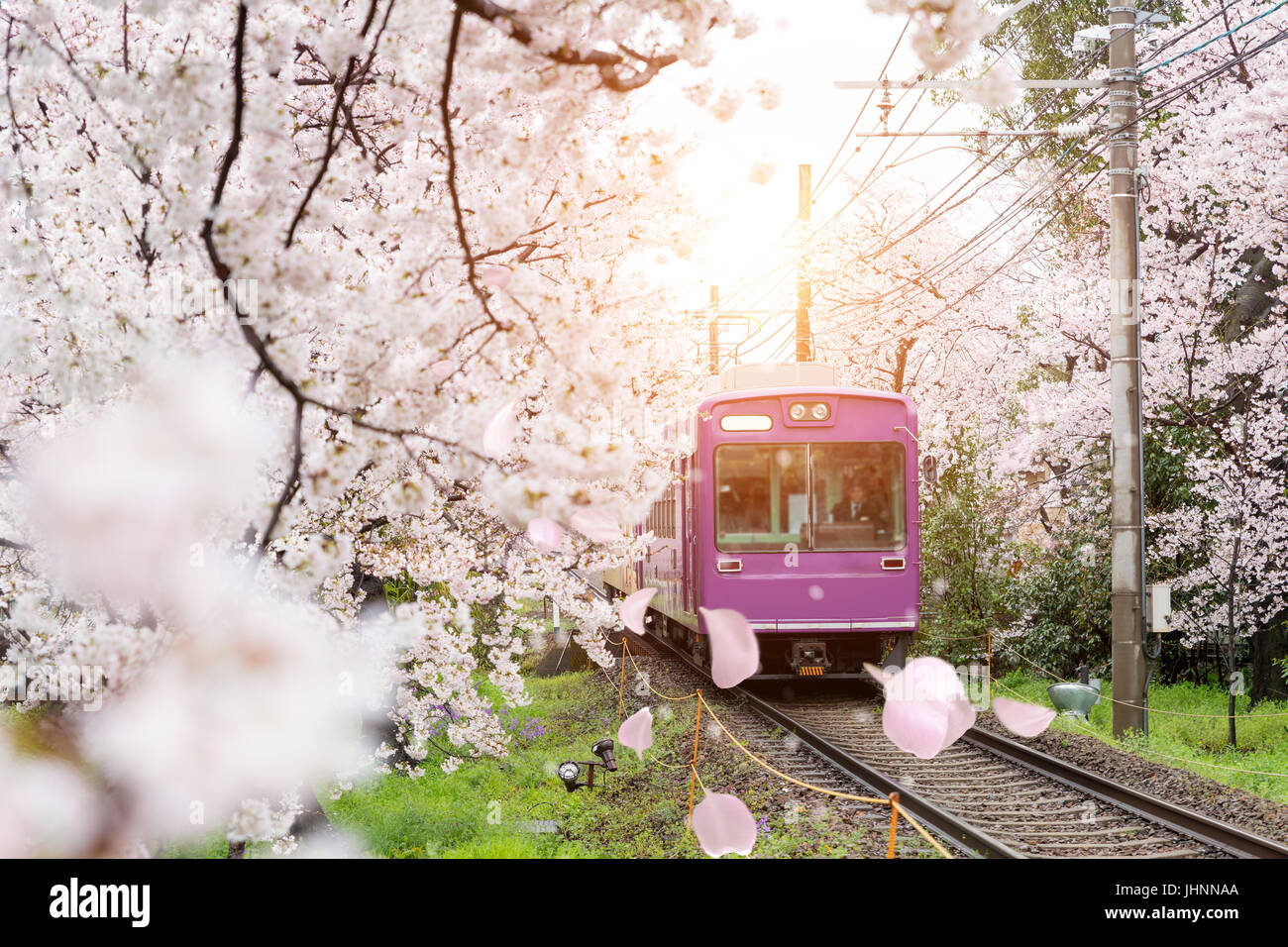 Vista de Kioto viajando en tren local vías ferroviarias con el florecimiento de los cerezos en flor a lo largo de la vía férrea en Kyoto, Japón. Foto de stock