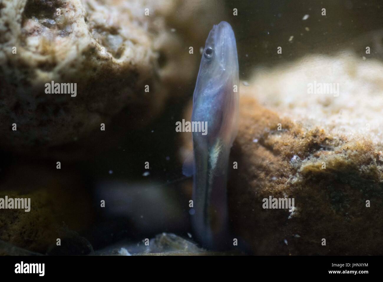 Joven anguila fotografías e imágenes de alta resolución - Alamy