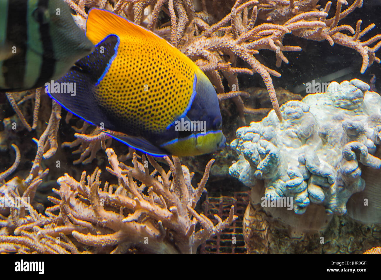 Filmación subacuática, en un acuario con peces y corales anémona de mar. Foto de stock