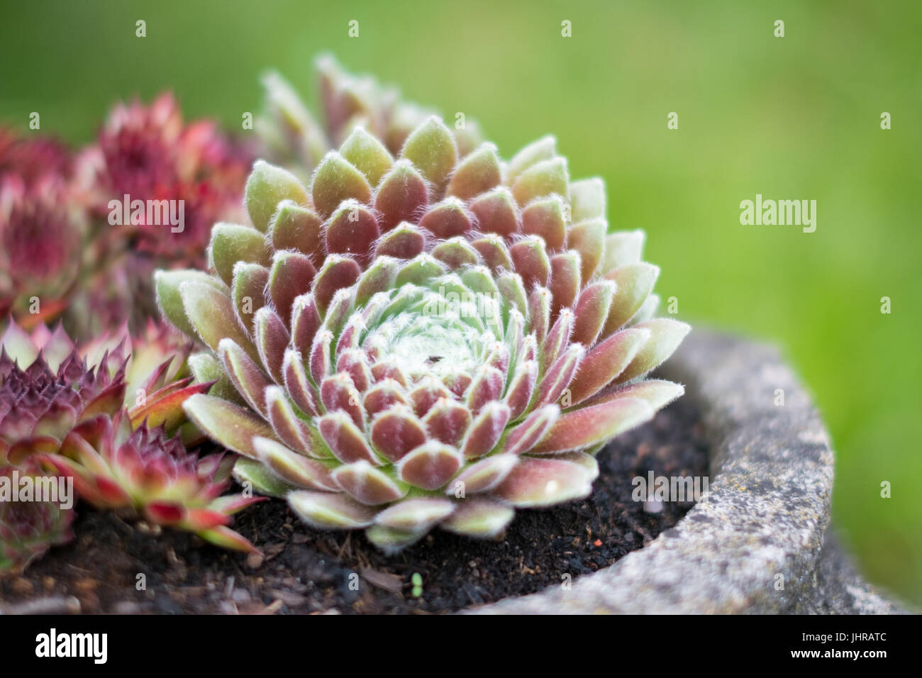 Planta sempervivum closeup - macro de plantas suculentas Foto de stock