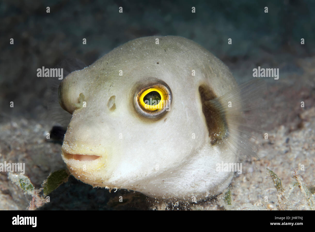 Narrow-rayado (pufferfish Arothron manilensis) en Palawan, Mimaropa, Lago Sulu, Océano Pacífico, Filipinas Foto de stock