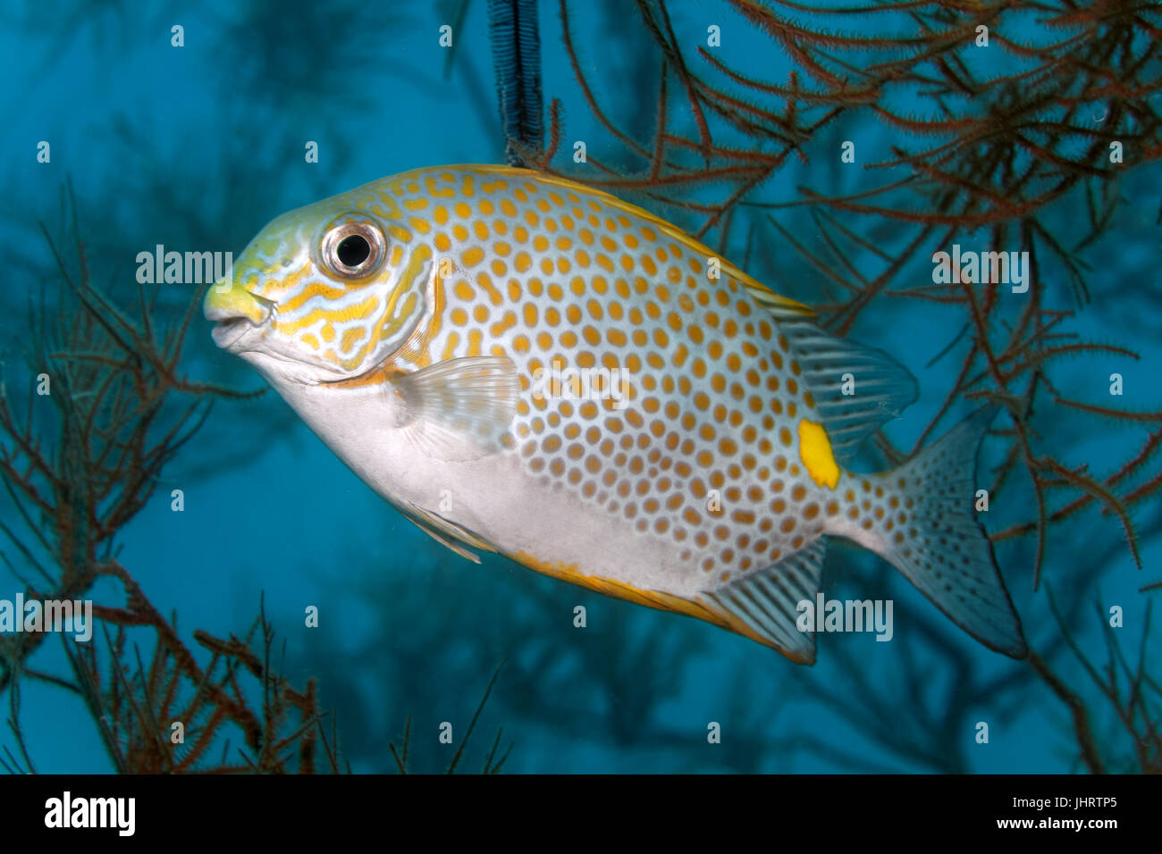 Naranja-spotted spinefoot (Siganus guttatus), Palawan, Mimaropa, lago Sulu, Océano Pacífico, Filipinas Foto de stock