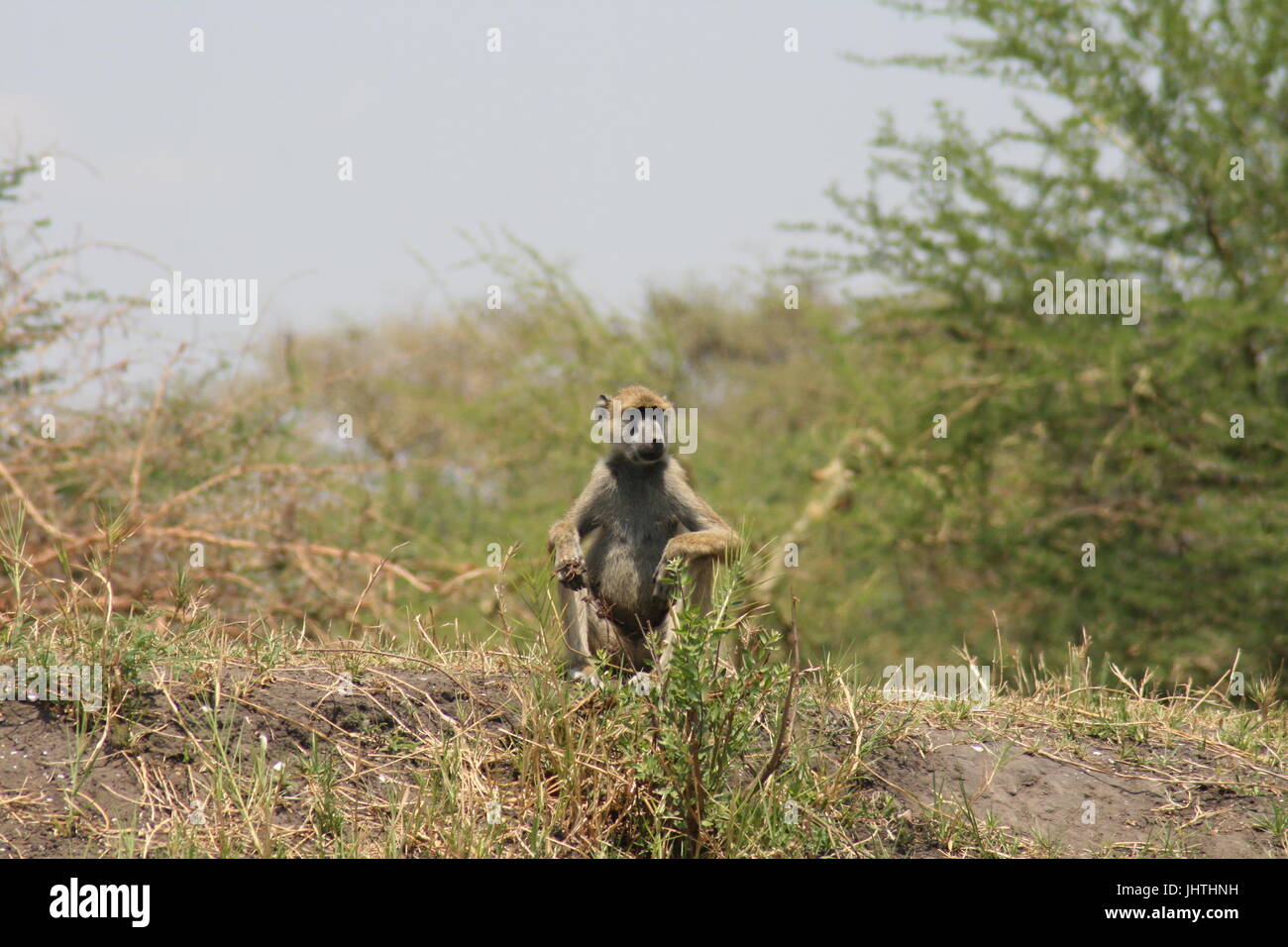 Papio cynocephalus, babuino amarillo Foto de stock