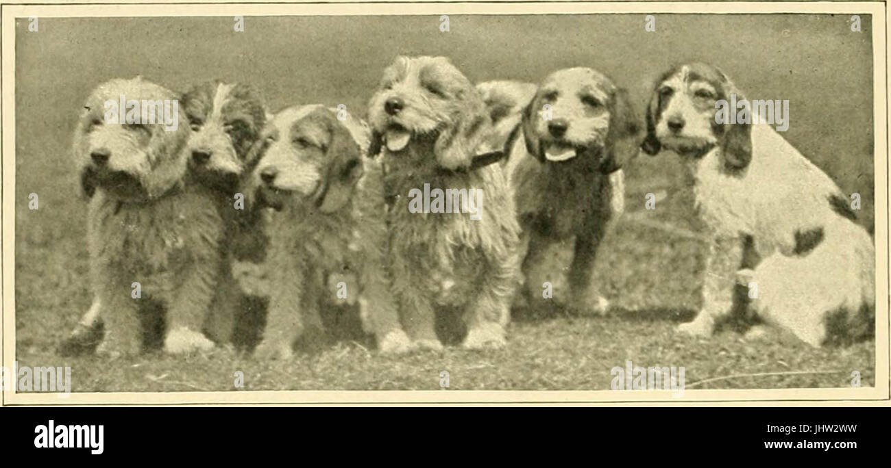 Cachorros Viejo Pastor Inglés Padres Importados