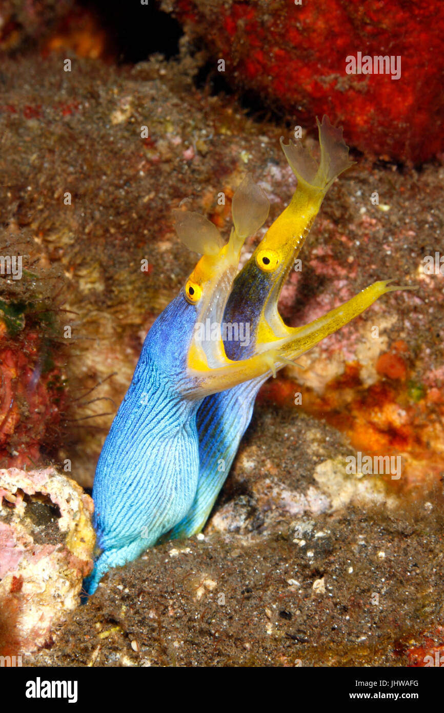 Dos anguilas, Blue Ribbon Rhinomuraena quaesita, compartiendo la misma madriguera. Tulamben, Bali, Indonesia. Bali, mar, océano Índico Foto de stock