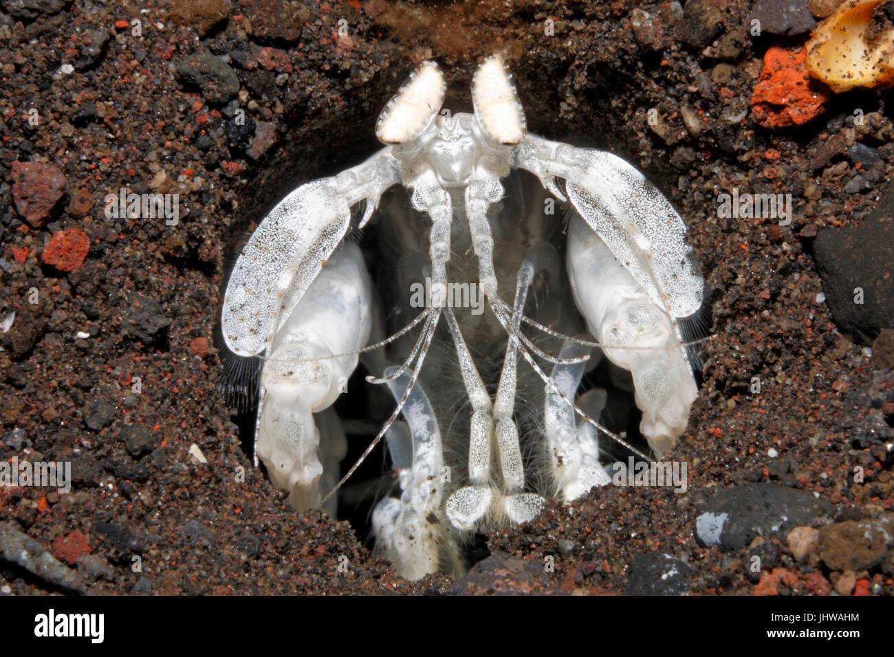 Arpón blanco, Camarones Mantis Lysiosquilloides sp.Tulamben, Bali, Indonesia. Bali, mar, océano Índico Foto de stock