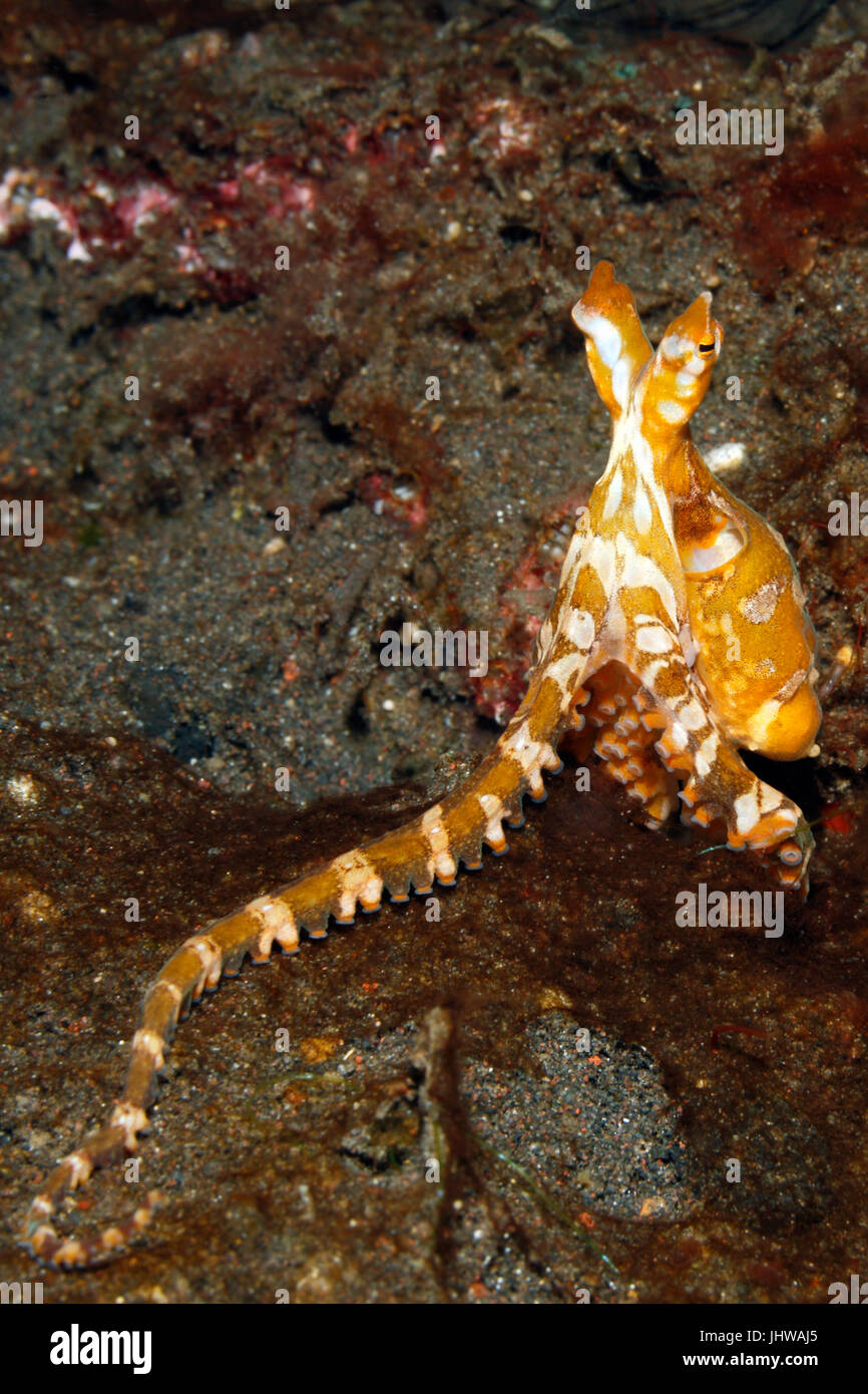 Pulpo, Wunderpus Wunderpus photogenicus. Tulamben, Bali, Indonesia. Bali, mar, océano Índico Foto de stock