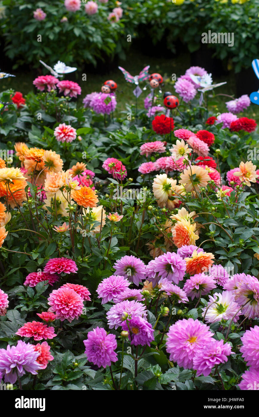 Jardín flores para la venta en el mercado de los granjeros en el parque, Dublin, Irlanda selección colorida decoración de jardines, concepto de primavera, disfrutar de la vida al aire libre Foto de stock