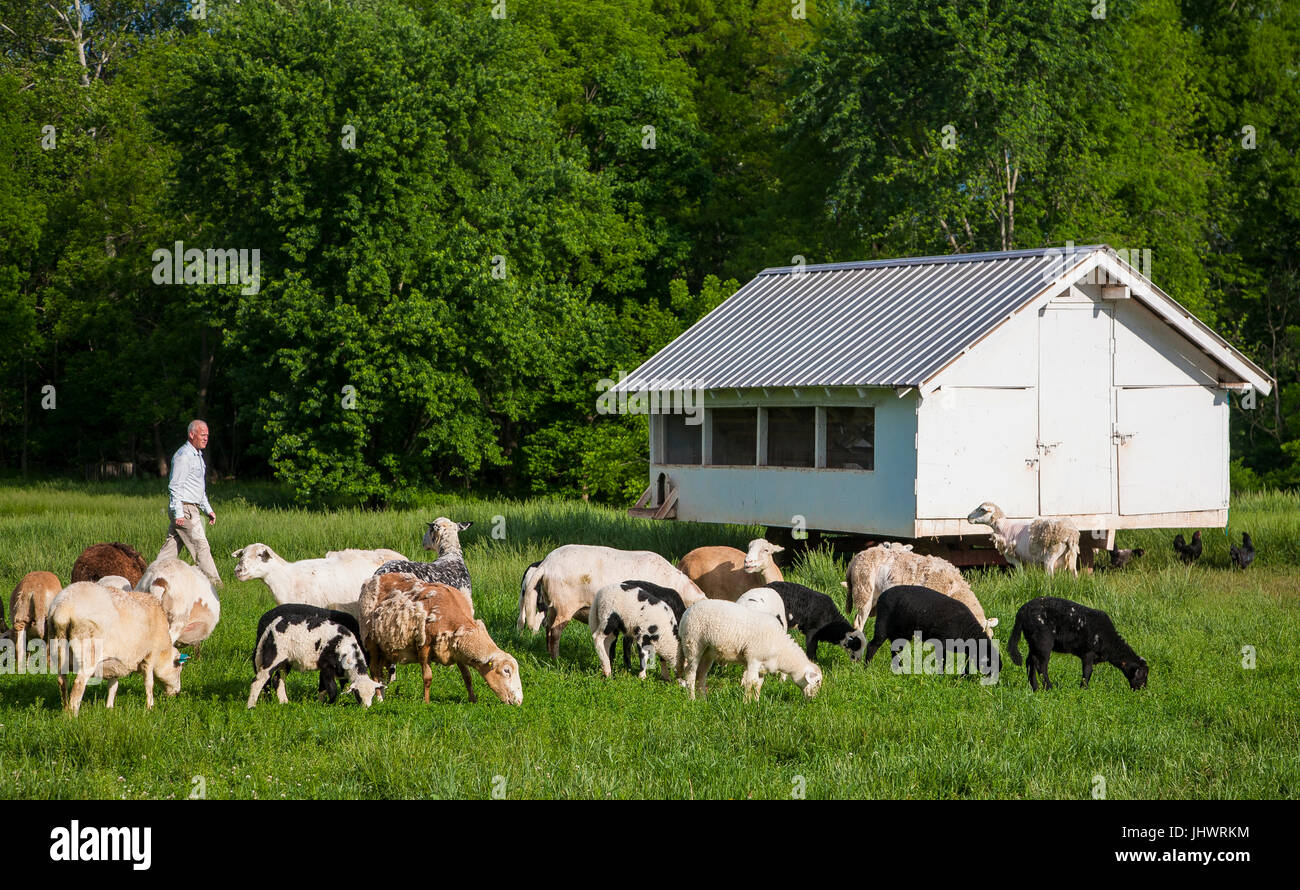 El agricultor en el campo con las ovejas, gallinero cercano Foto de stock