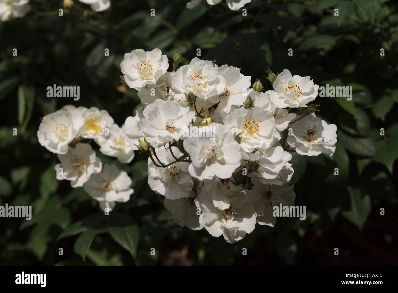 Pequeñas rosas blancas en flor Foto de stock