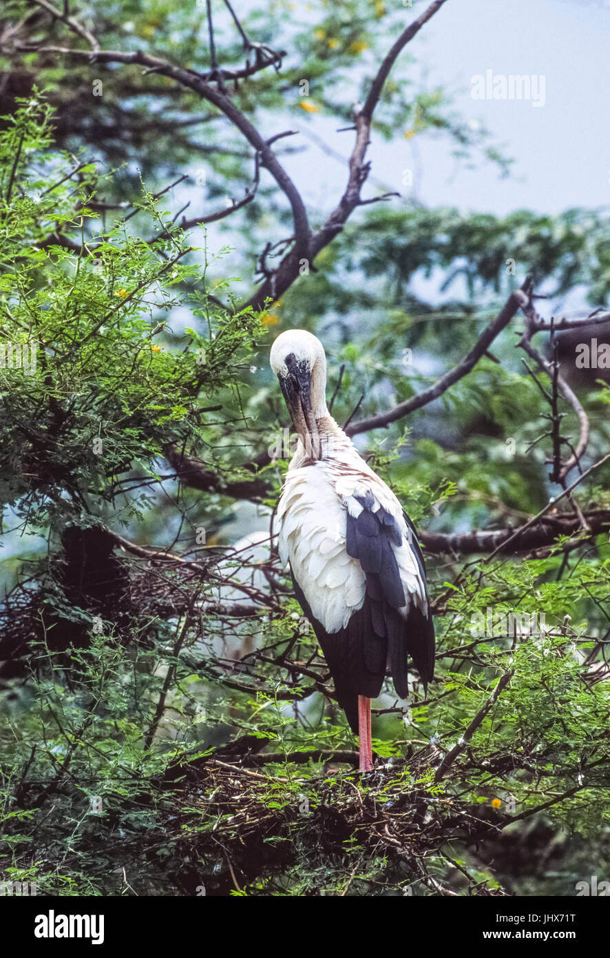 Asian Openbill stork, Openbill o asiático (Anastomus oscitans), el Parque Nacional de Keoladeo Ghana, Bharatpur, Rajasthan, India Foto de stock