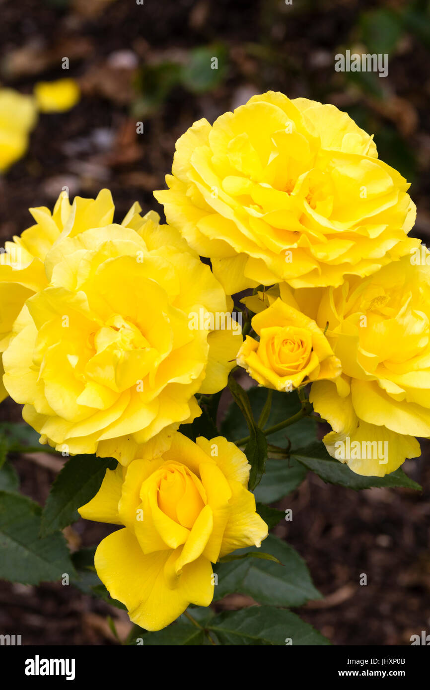 Flores amarillas de la fragante floribunda Rosa, Rosa 'Korresia' Foto de stock