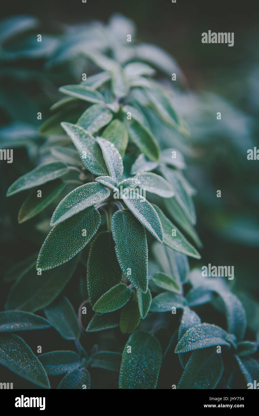 Hojas de color verde salvia común - planta perenne subarbusto perenne closeup. Profundidad de campo Foto de stock