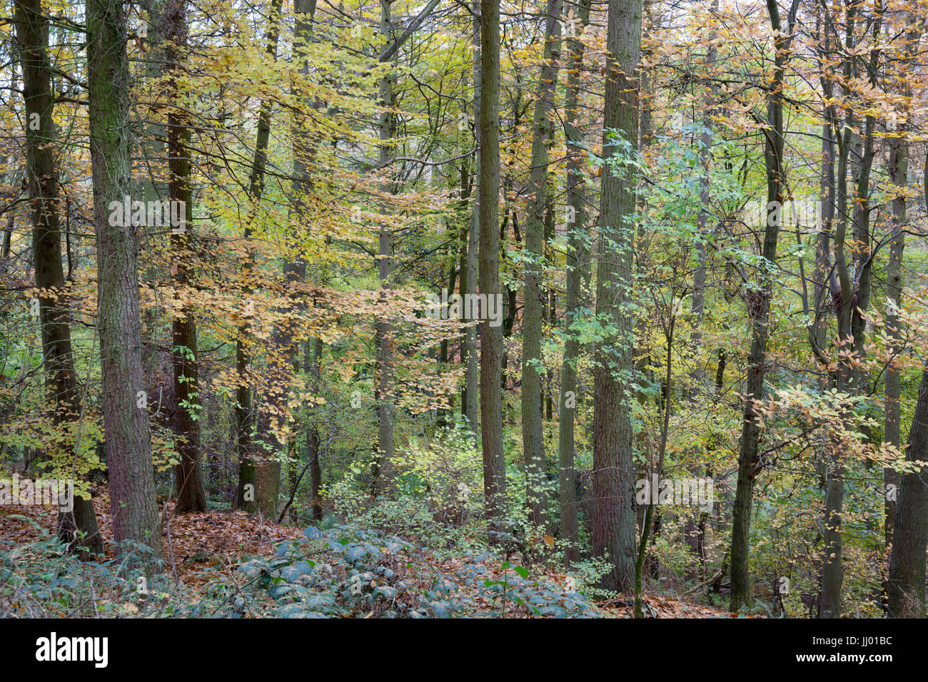 Bosque deciduo con hayedos en otoño, Chipping Campden, Cotswolds, Gloucestershire, Inglaterra, Reino Unido, Europa Foto de stock
