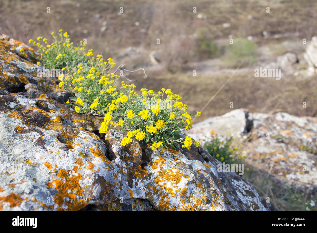 Las flores amarillas crecen sobre las piedras con musgo Fotografía de stock  - Alamy
