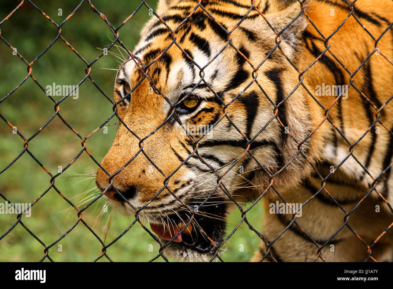 Detrás de una valla chainlinked tigre Foto de stock