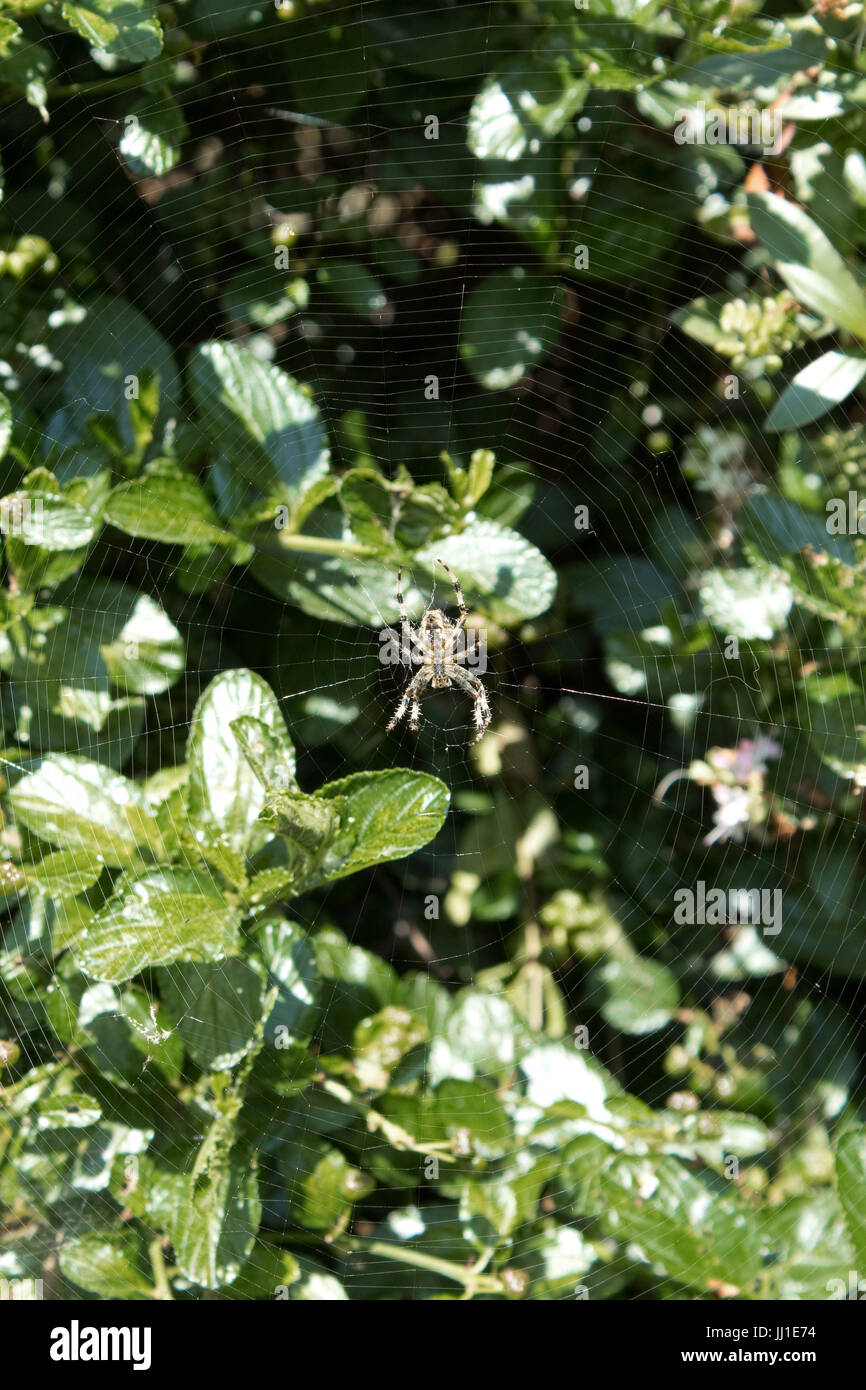 Araña de jardín (Araneus diadematus) en una tarde de verano en su web Foto de stock