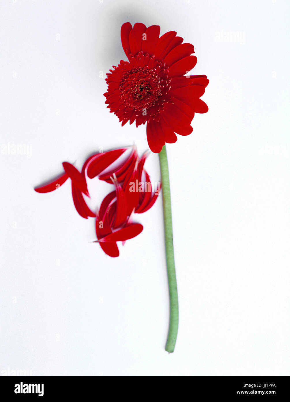 Gerbera, Porto Alegre, Rio Grande do Sul, Brasil Fotografía de stock - Alamy