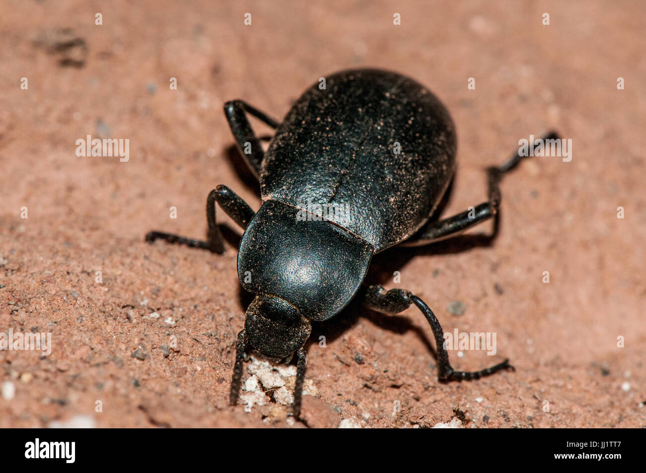 Escarabajo (blaps mucronata) comiendo en un suelo arcilloso Foto de stock