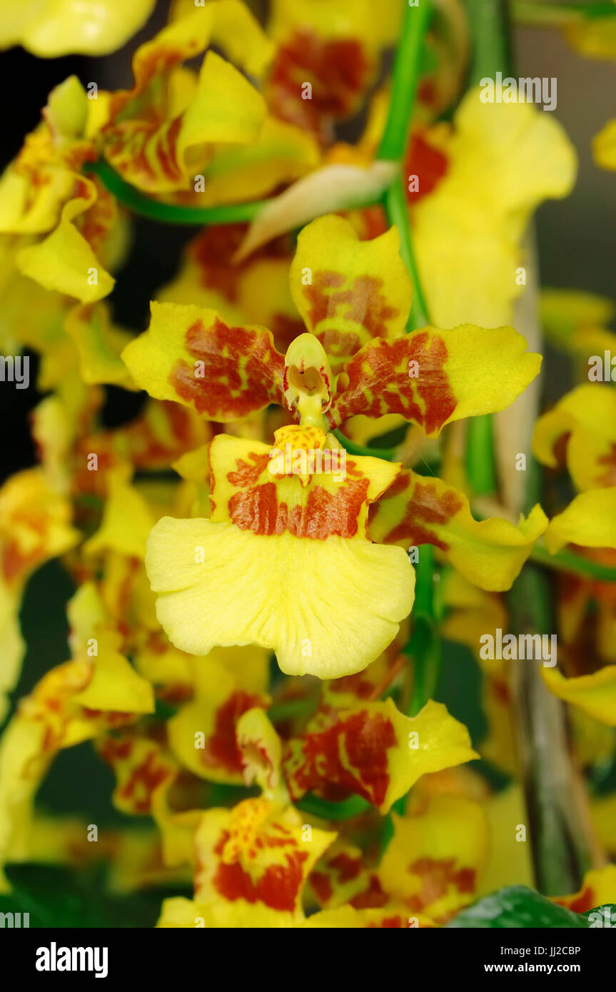 Oncidium sphacelatum / Orchid (Orquídea) / (Oncidium sphacelatum Fotografía  de stock - Alamy