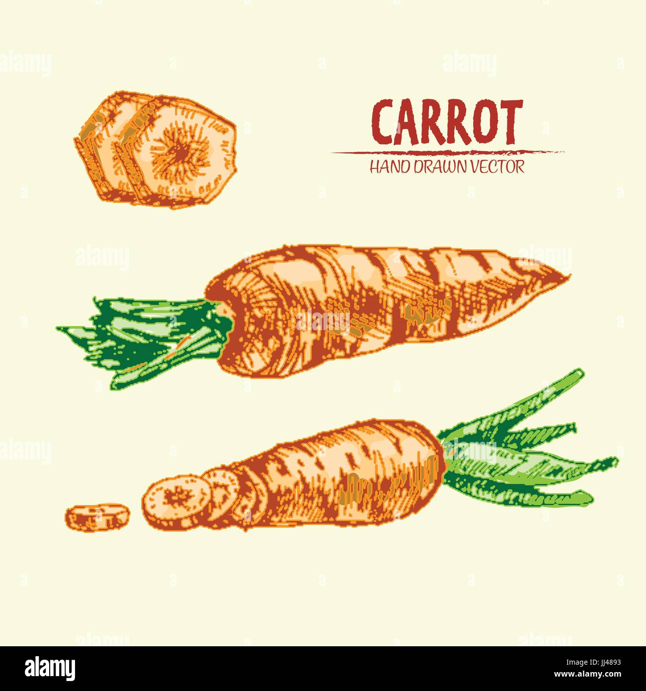 Vectoriales digitales línea detallada arte dibujado a mano verduras  zanahoria de color retro ilustración conjunto de colección. Lápiz artístico  fino contorno. Vintage plana tinta s Imagen Vector de stock - Alamy