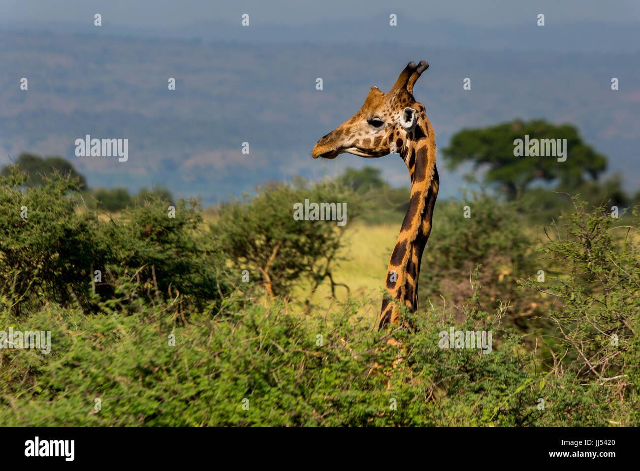 Una jirafa de Rothschild de perfil en el Parque Nacional de Murchison Falls, Uganda Foto de stock