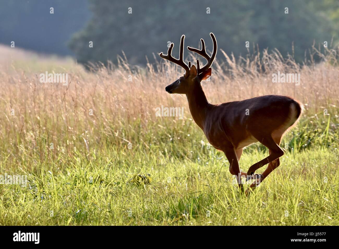 Ciervo corriendo por el campo fotografías e imágenes de alta resolución Alamy