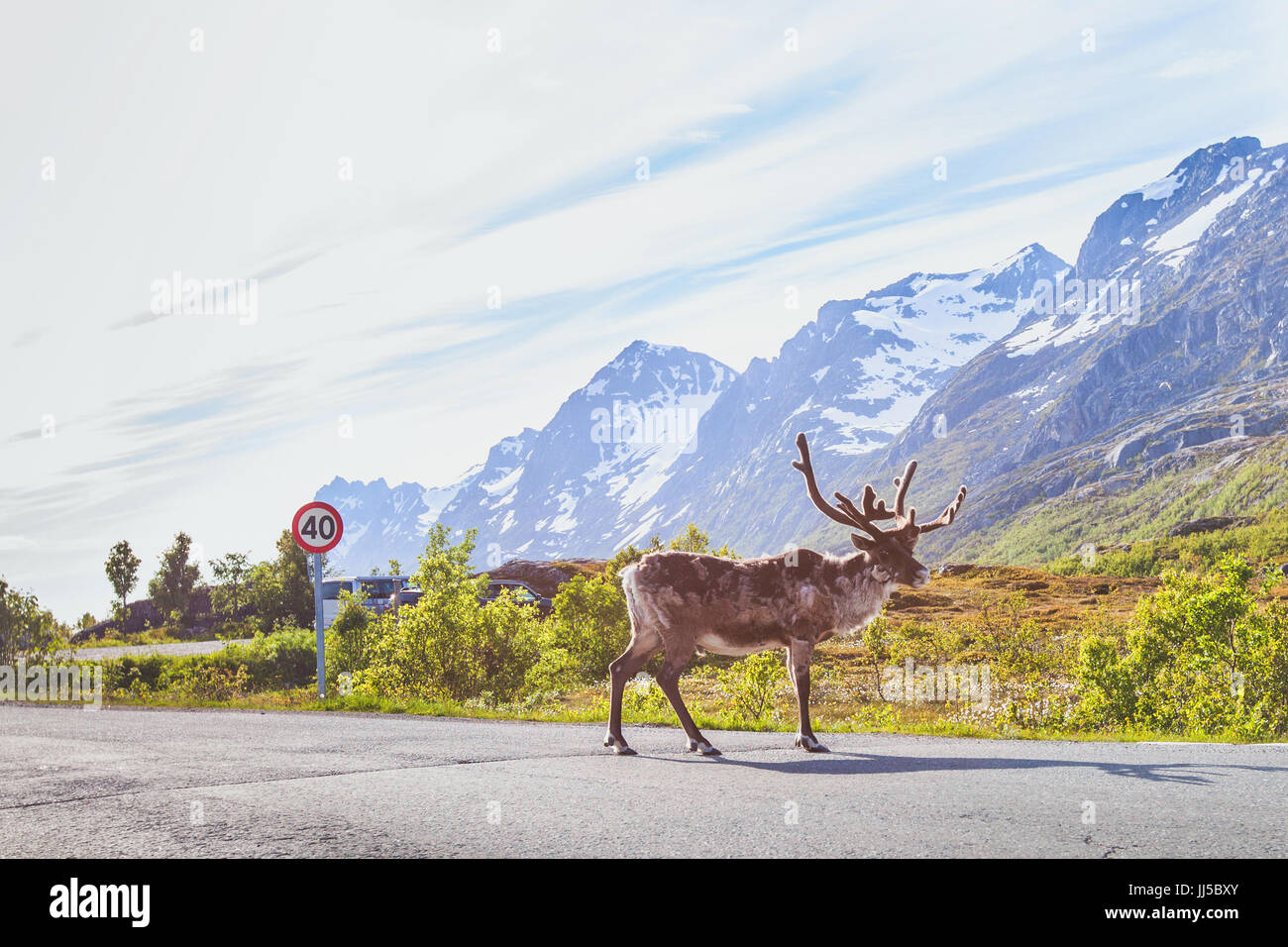 Los renos caminando sobre la carretera en Noruega Foto de stock