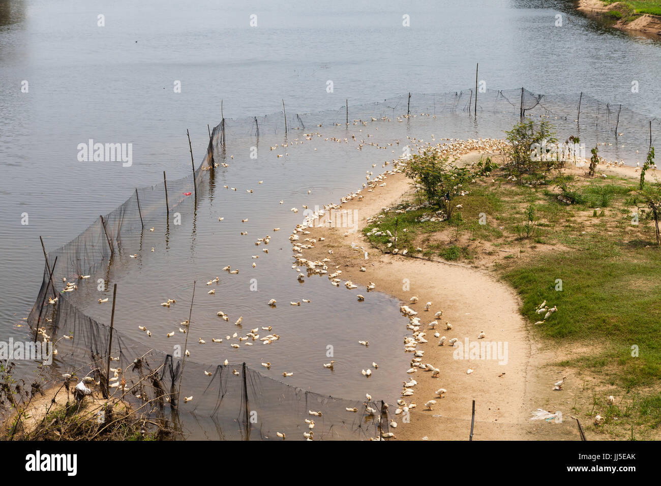 Vietnam - Marzo 14, 2017: típica granja avícola en el río Foto de stock