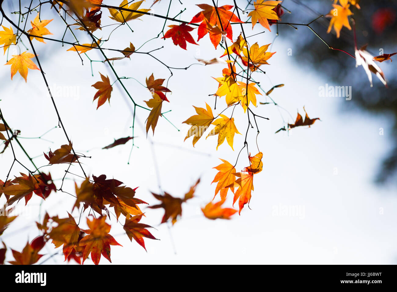 El follaje de otoño en japonés Foto de stock