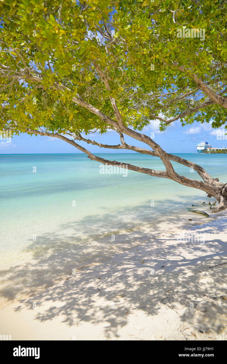 Con vistas al mar en la playa de árbol en Aruba, el caribe Foto de stock