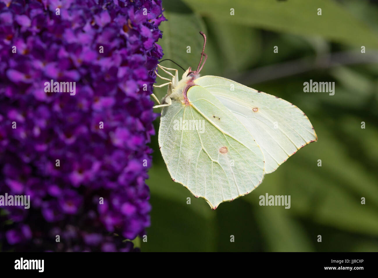 Hembra Brimstone Butterfly, Gonepteryx rhamni, alimentándose de la flor panícula de Buddleja davidii soñar lavendel' Foto de stock