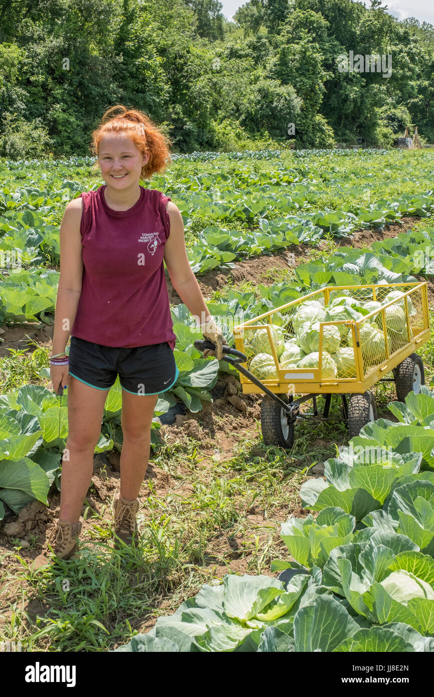 Las mujeres jóvenes que trabajan en una gran recolección de hortalizas de la huerta. Foto de stock