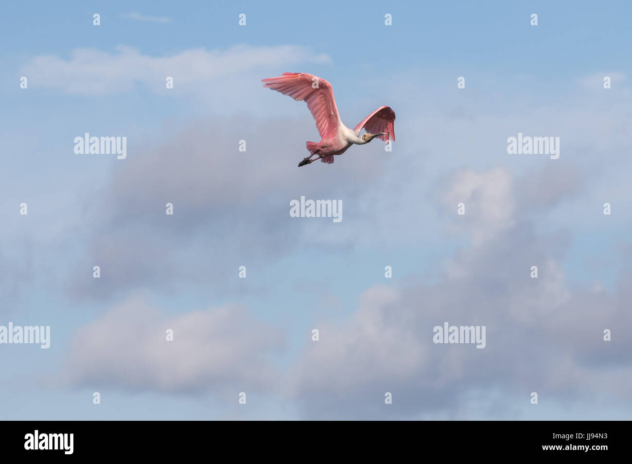 Espátula Rosada (Platalea ajaja) Volando, J.N. ''Ding'' Darling National Wildlife Refuge, Sanibel Island, Florida, EE.UU. Foto de stock