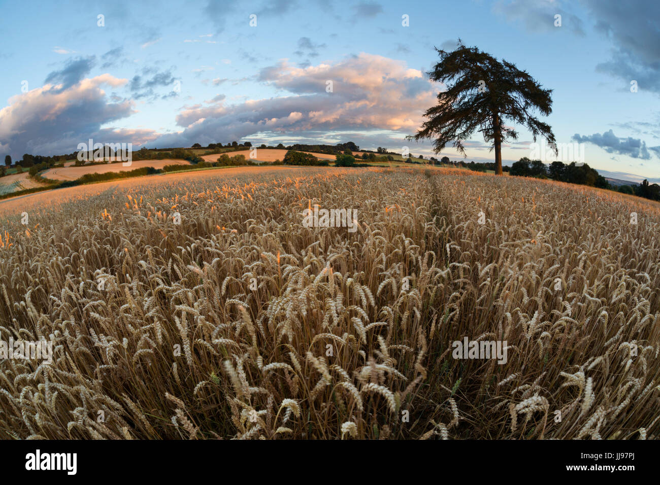 Campo de trigo y árbol al atardecer, cerca de Chipping Campden, Cotswolds, Gloucestershire, Inglaterra, Reino Unido, Europa Foto de stock