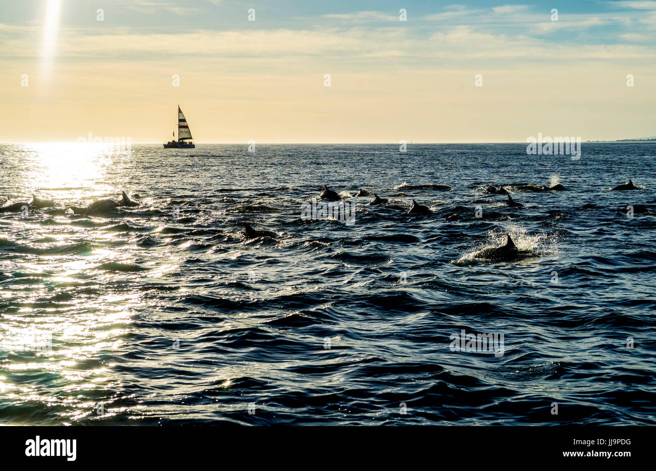 Una marsopa nada frente a la costa de Santa Bárbara al atardecer nadando hacia un barco de avistamiento de ballenas. Foto de stock