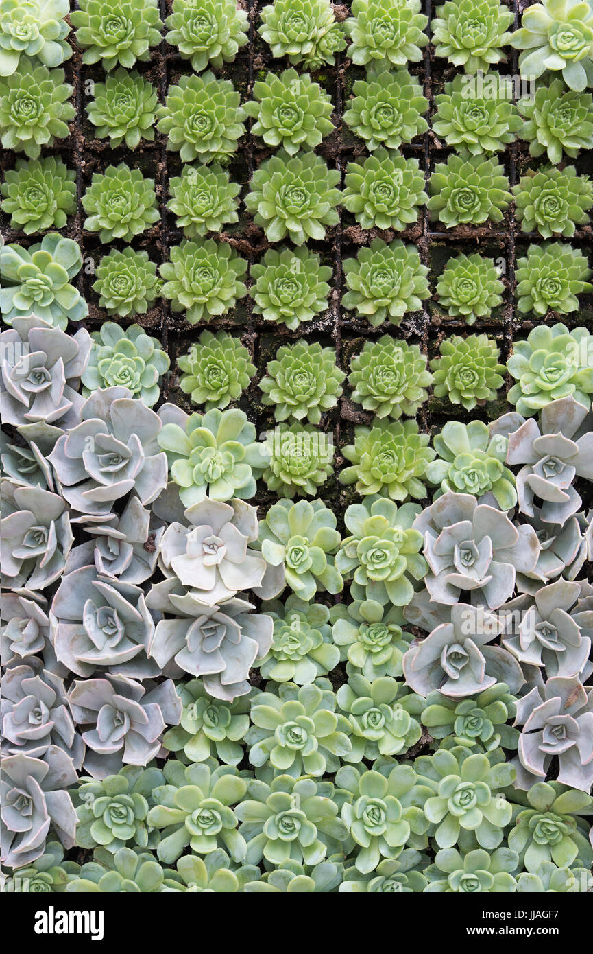 Echeveria y patrón de planta Sempervivum Foto de stock
