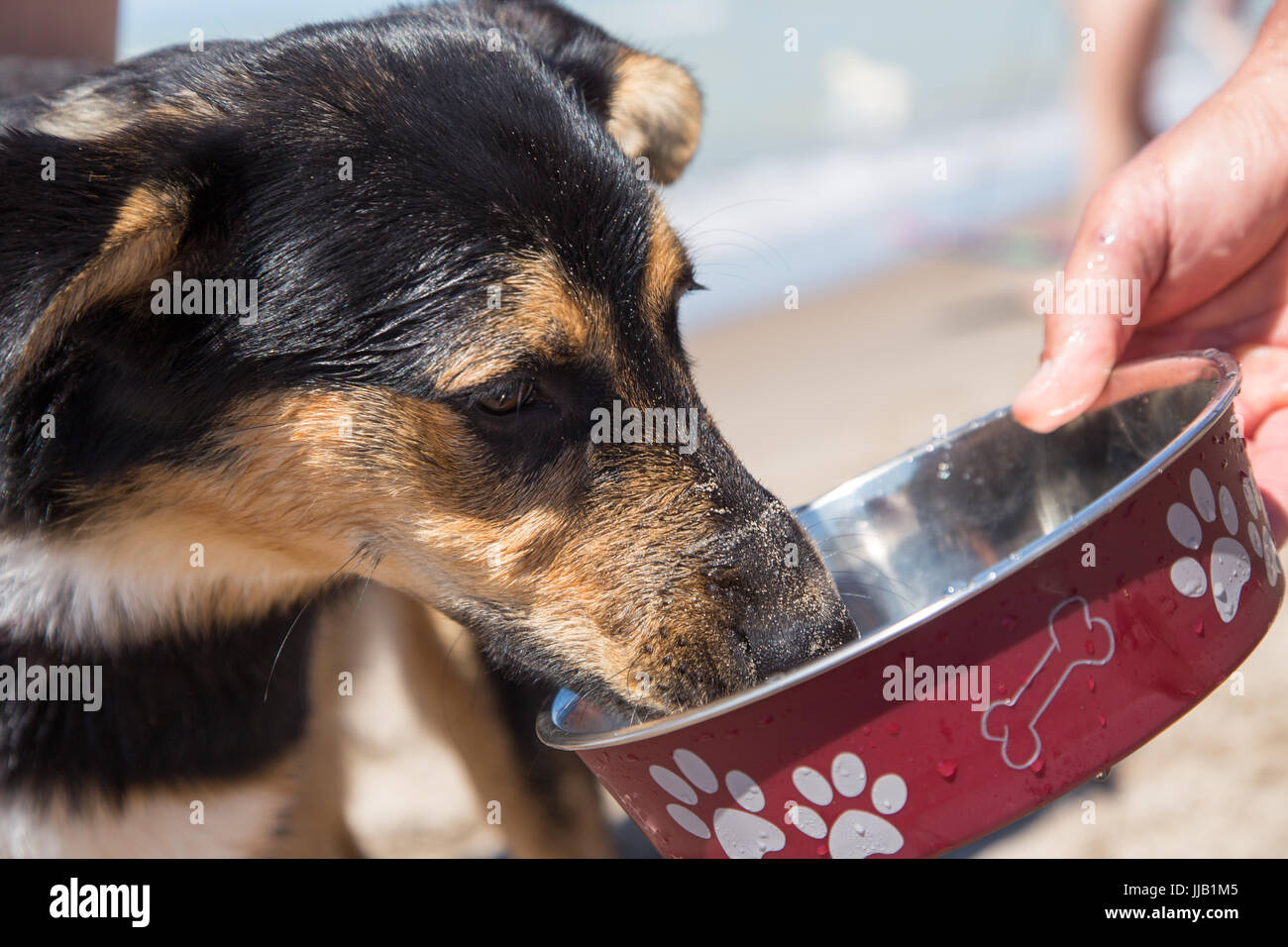 Plato de agua para perros fotografías e imágenes de alta resolución -