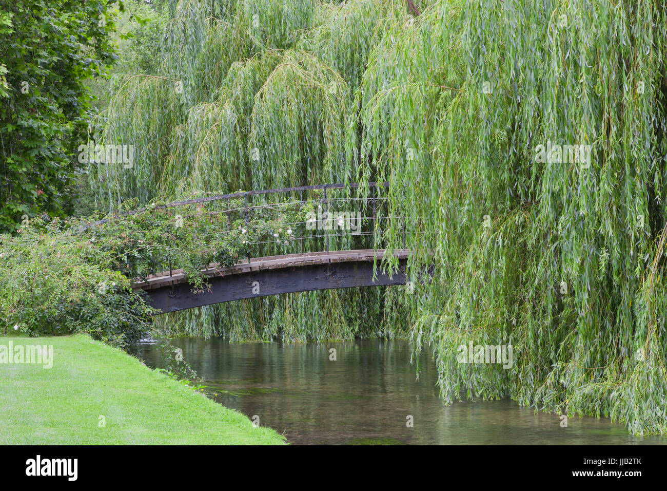 Llorando sauces llorones fotografías e imágenes de alta resolución Alamy