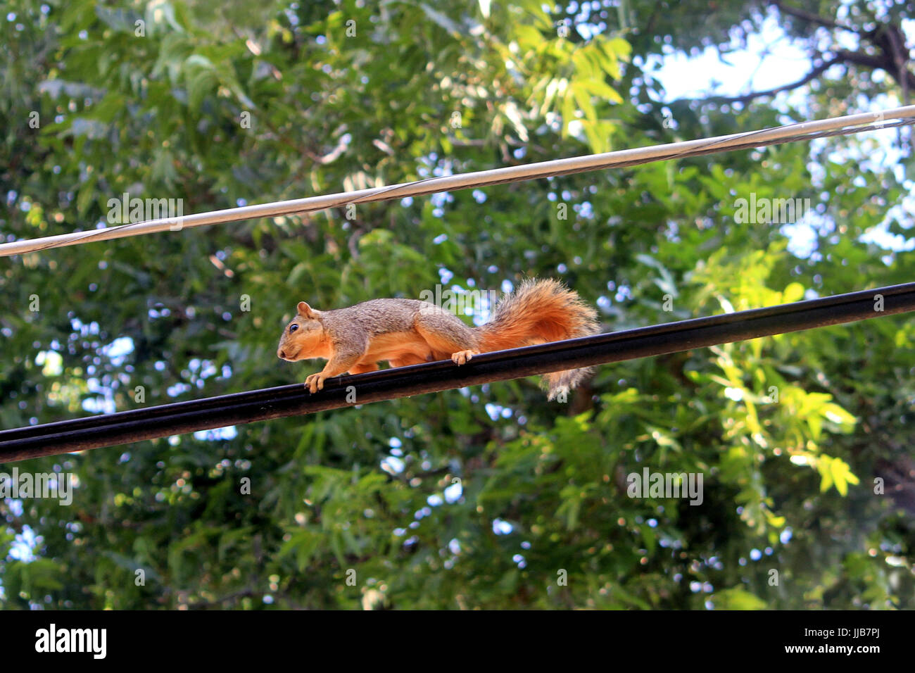 Una ardilla gris oriental corre a través de un cable eléctrico en zonas urbanas de Oklahoma. Foto de stock