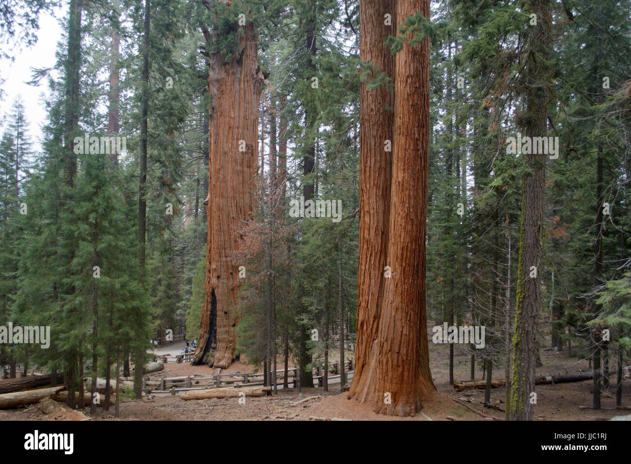 Grandes árboles Sequoia en el Giant Forest - Fotografía por Paul Toillion Foto de stock
