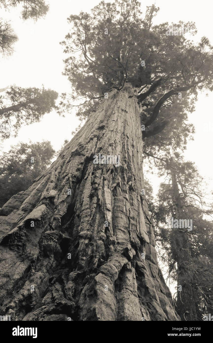 Vista en blanco y negro de los grandes árboles Sequoia en el Giant Forest - Fotografía por Paul Toillion Foto de stock