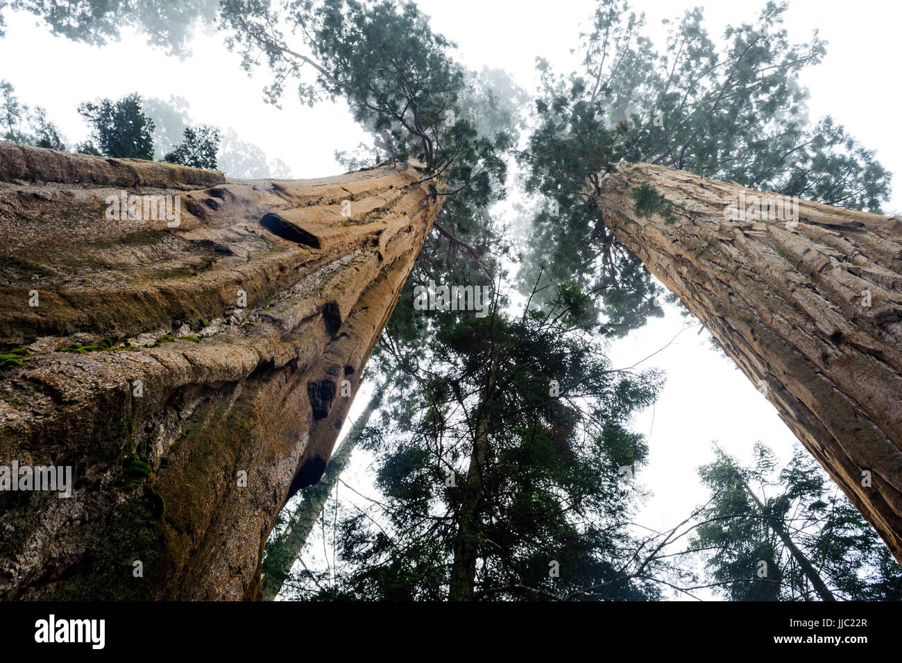 Mirando hacia grandes árboles Sequoia en el Giant Forest - Fotografía por Paul Toillion Foto de stock