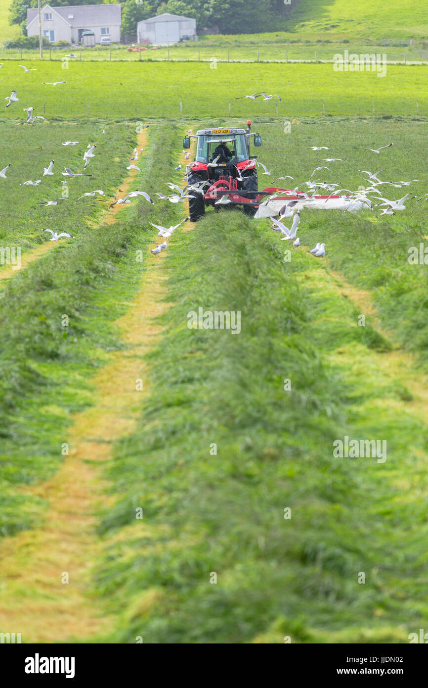 El agricultor y el tractor en un campo de hierba de cosecha Foto de stock